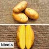 Certified Specialty Seed Potatoes by Poind